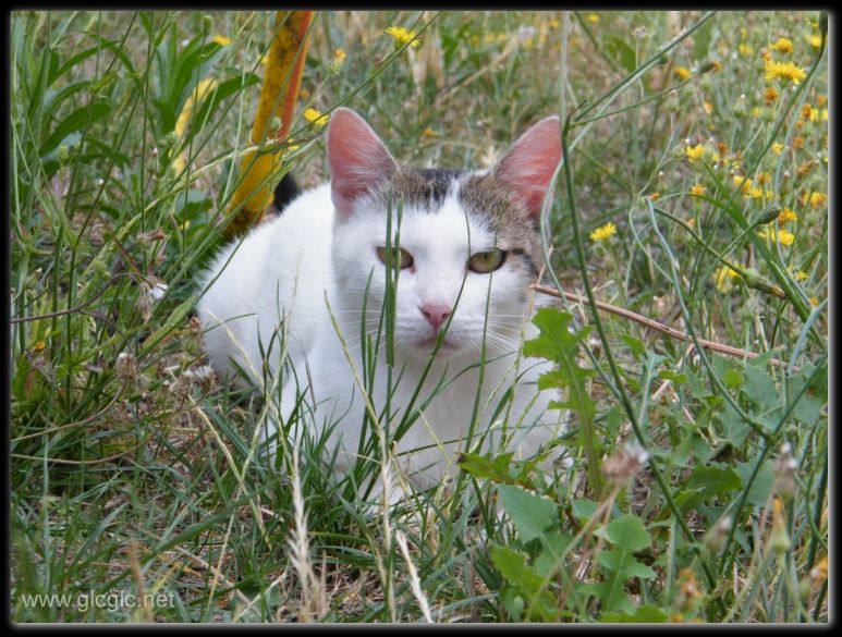 I Gatti Di Bracciano Roma