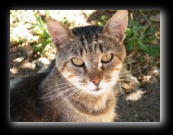 Colonia felina a Bracciano - Roma - Foto di Luca Cambré