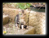 Colonia felina a Bracciano - Roma - Foto di Luca Cambré