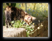 Colonia felina a Bracciano - Roma - Foto di Luca Cambré