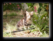 Colonia felina a Bracciano - Roma - Foto di Luca Cambré