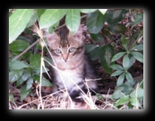 Colonia felina a Bracciano - Roma - Foto di Luca Cambré