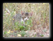 Colonia felina a Bracciano - Roma - Foto di Luca Cambré