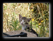 Colonia felina a Bracciano - Roma - Foto di Luca Cambré