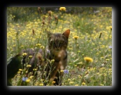 Colonia felina a Bracciano - Roma - Foto di Luca Cambré