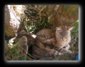 Colonia felina a Bracciano - Roma - Foto di Luca Cambré