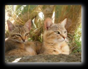 Colonia felina a Bracciano - Roma - Foto di Luca Cambré