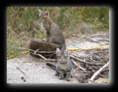 Colonia felina a Bracciano - Roma - Foto di Luca Cambré