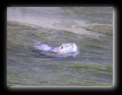 Nutria - Naviglio della Martesana, Milano - Foto di Luca Cambré