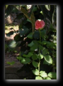 Rose - Naviglio della Martesana, Milano - Foto di Luca Cambré