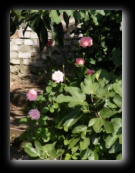 Rose - Naviglio della Martesana, Milano - Foto di Luca Cambré