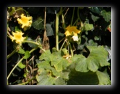 Fiori di zucca - Naviglio della Martesana, Milano - Foto di Luca Cambré