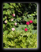 Rose - Naviglio della Martesana, Milano - Foto di Luca Cambré