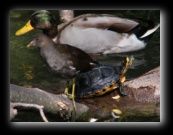 Tartaruga e gallinella d'acqua con papero - Naviglio della Martesana, Milano - Foto di Luca Cambré