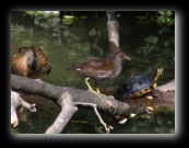 Tartaruga e gallinella d'acqua con papero - Naviglio della Martesana, Milano - Foto di Luca Cambré